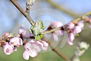 apple bud in fortn of peach blossoms on a tree, selective focus