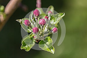 Red apple buds
