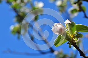 Apple buds of apple blossom on a tree