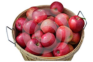 Apple bushel photo