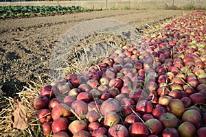 Apple carpet in the Italian countryside