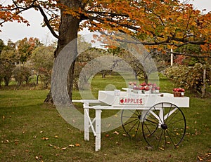 apple cart, fall