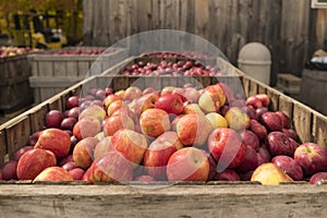 Apple cart in New Hampshire