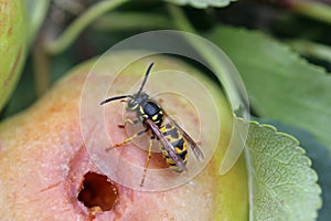 Apple with chewed hole and wasp