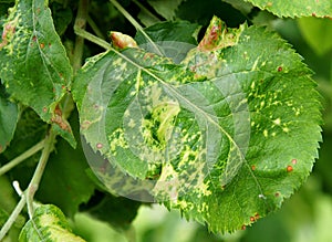 Apple chlorotic leaf spot virus