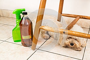 Apple cider vinegar discourage dogs and cats from chewing on fur