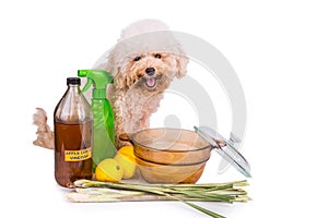 Apple cider vinegar, lemon, lemongrass effective flea repellent