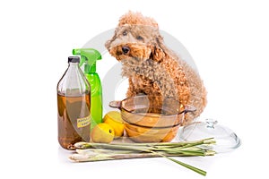 Apple cider vinegar, lemon, lemongrass effective flea repellent