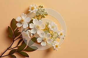 An apple-colored branch. The apple tree is in bloom. Close-up. Isolated in the background. Spring