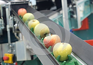 Apple conveyor belt photo