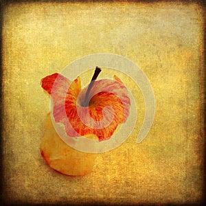 Apple core on grunge background