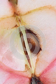 Apple core with seed