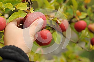 Apple crop