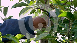 Apple crop. apple harvesting. Male seasonal worker, in gardening gloves, picks ripe, juicy apples from tree in farm