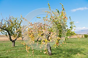Apple crop. Apple trees. Fruit trees grow in apple garden. Summer or autumn apple. Harvest season. Gardening and