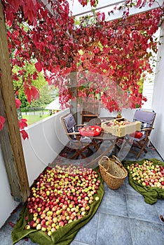 Apple crop spread on the terrace