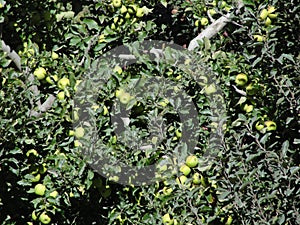 Apple in a garden at Himachalpradesh