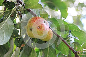 Apple damaged by a worm on a branch of an apple-tree