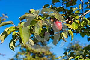 Apple dangles from a tree branch photo