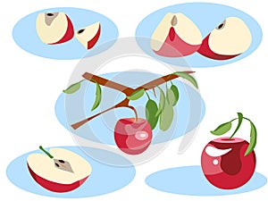 Apple in different portions. Whole, grows on a tree, half and slice. In minimalist style. Flat isometric vector