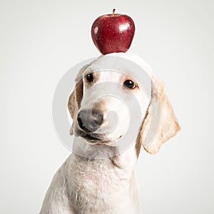 Apple on dog head