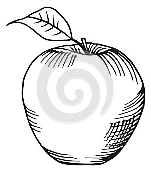 Apple drawing. Knowledge symbol. Fresh fruit engraving