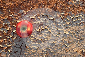 An apple on a dried and cracked desert soil. Food insecurity, famine, desertification, hunger and drought concept.