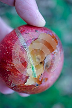 apple eaten by a snail