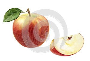 Apple Elstar with slice watercolor illustration isolated on white background