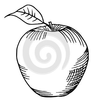 Apple engraving. Knowledge symbol. Hand drawn fruit