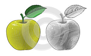 Apple in engraving style