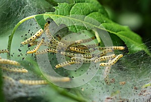 Apple ermine moth larvae colony on apple tree