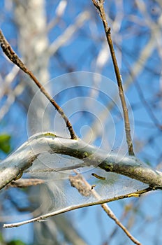 Apple Ermine (Yponomeuta malinellus)