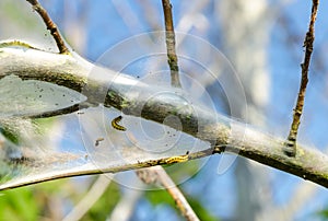 Apple Ermine (Yponomeuta malinellus)