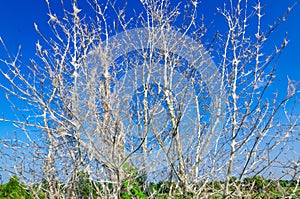 Apple Ermine (Yponomeuta malinellus)