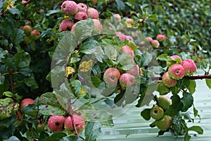 Apple farm