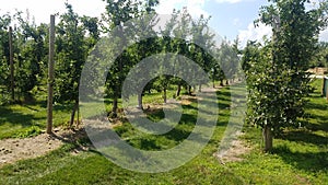 Apple farm in Canada