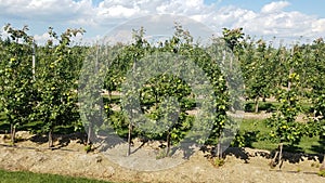 Apple farm in Canada