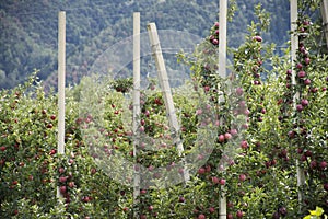 Apple farm at countryside of Italy