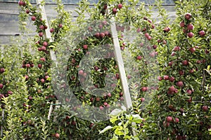 Apple farm at countryside of Italy