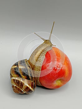 Apple feeding a gastropod