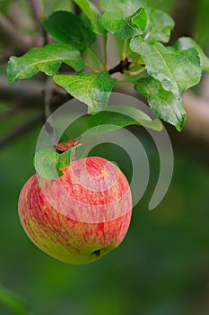 Apple fetus on branch with green leaves in autumn in sunlight