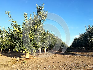 Apple field in Corella, Spain