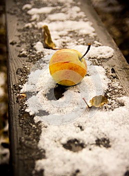 Apple on the first October snow