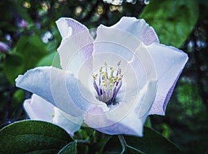 Apple flower