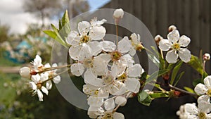 Apple flower