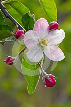 Apple flower