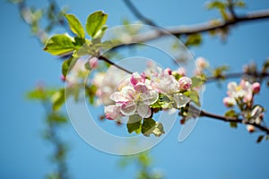 Apple flower