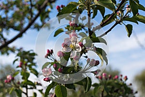 Apple flower blossom at spring time