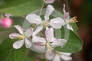 Apple flower blossoms